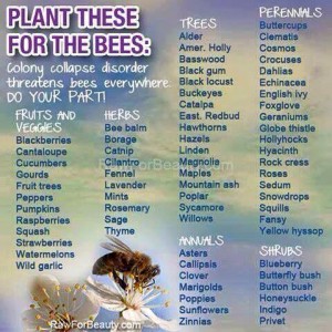 plants-for-bees_2016