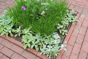 lower garden herbs